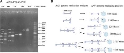 Quantitative analysis of preferential utilization of AAV ITR as the packaging terminal signal